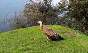  پرواز دوباره کرکس مصدوم بر فراز ارتفاعات گردنه حیران آستارا/ ویدئو