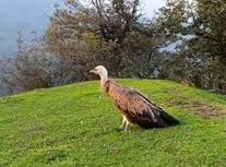  پرواز دوباره کرکس مصدوم بر فراز ارتفاعات گردنه حیران آستارا/ ویدئو