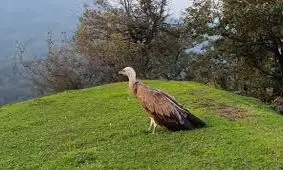  پرواز دوباره کرکس مصدوم بر فراز ارتفاعات گردنه حیران آستارا/ ویدئو