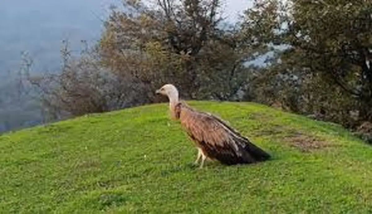  پرواز دوباره کرکس مصدوم بر فراز ارتفاعات گردنه حیران آستارا/ ویدئو
