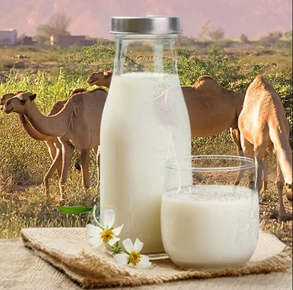 شیر شتر آیا فوایدی برای سلامتی دارد؟