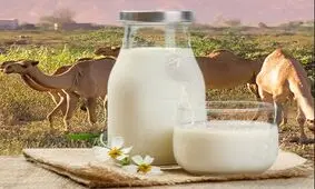 شیر شتر آیا فوایدی برای سلامتی دارد؟