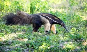 ۹ حقیقت جالب درباره مورچه خوار