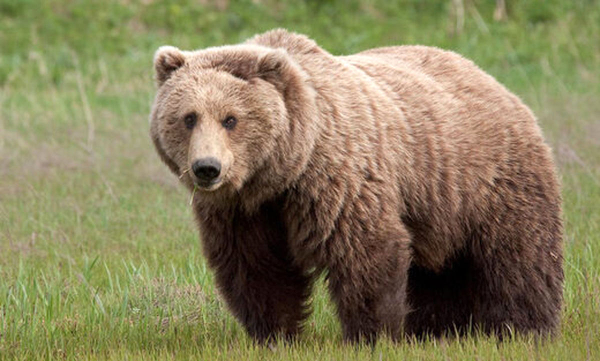 باز هم کشته شدن حیوانات؛ این‌بار یک خرس قهوه‌ای در آمل/ تصویر