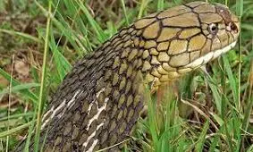 خطر انقراض گونه‌های "خزنده"، جهان را تهدید می‌کند