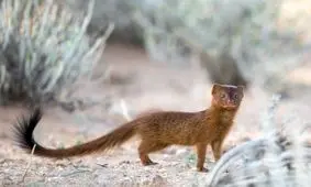 لحظه شکار یک دراج سوینسون توسط خدنگ/ ویدئو