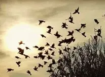 لحظه برخورد دسته عظیمی از پرندگان به زمین/ ویدئو