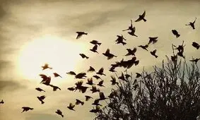 لحظه برخورد دسته عظیمی از پرندگان به زمین/ ویدئو