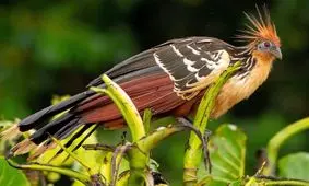 تصاویر ۱۰ حیوان اعجاب انگیز