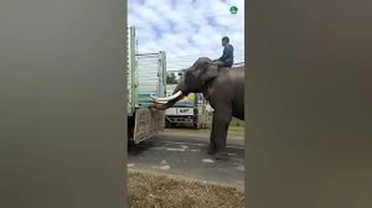 ویدئویی پر بازدید از مهارت در هدایت یک فیل