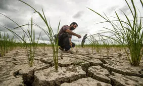 انفجار اشتغال در ایران؛ کشاورزی به خاک سیاه نشست