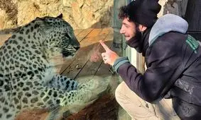 پلنگ ایرانی یک صهیونیست را در قدس‌اشغالی دَرید