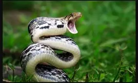 ۲۰ نمونه از سمی‌ترین مار‌های جهان را بشناسید