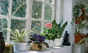 ۷ کود طبیعی خانگی برای تقویت گیاهان آپارتمانی

