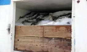 کشف محموله ۱۰ میلیاردی ماهی قاچاق در هرمزگان