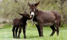 الاغ‌ ها ۷ هزار سال پیش در شرق آفریقا اهلی شدند