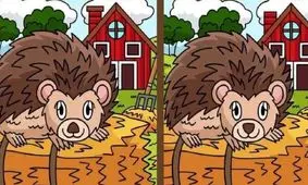 تست بینایی/ 4 تفاوت تصویر جوجه تیغی ها را در 8 ثانیه پیدا کنید 