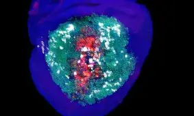 کشف نقش غیرمنتظره سلول‌های در حال مرگ در فرآیند بهبودی

