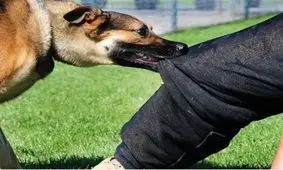 انتقال هاری از سگ ولگرد جان جوان جویباری را گرفت