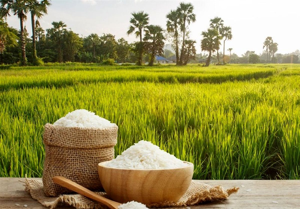 دلیل فروش‌نرفتن برنج ایرانی مشخص شد، رشد ۲برابری واردات در سال گذشته