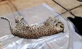 پلنگ دنا که در میان زباله‌ها بود، با گلوله کشته شده است