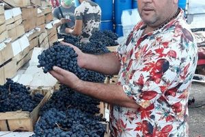 تولید و فروش آب انگور در میدان میوه و تره بار ممنوع شد