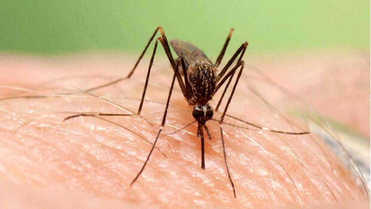 ثبت ۹ مورد ابتلای محلی به تب دانگی در هرمزگان