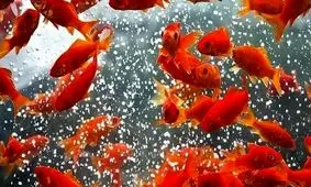 "ماهی گُلی" با محیط زیست چه می‌کند؟