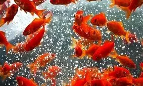 "ماهی گُلی" با محیط زیست چه می‌کند؟