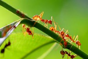 دانشمندان رابطه جنسی «عجیب» مورچه «دیوانه» را کشف کردند 