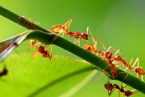 دانشمندان رابطه جنسی «عجیب» مورچه «دیوانه» را کشف کردند 