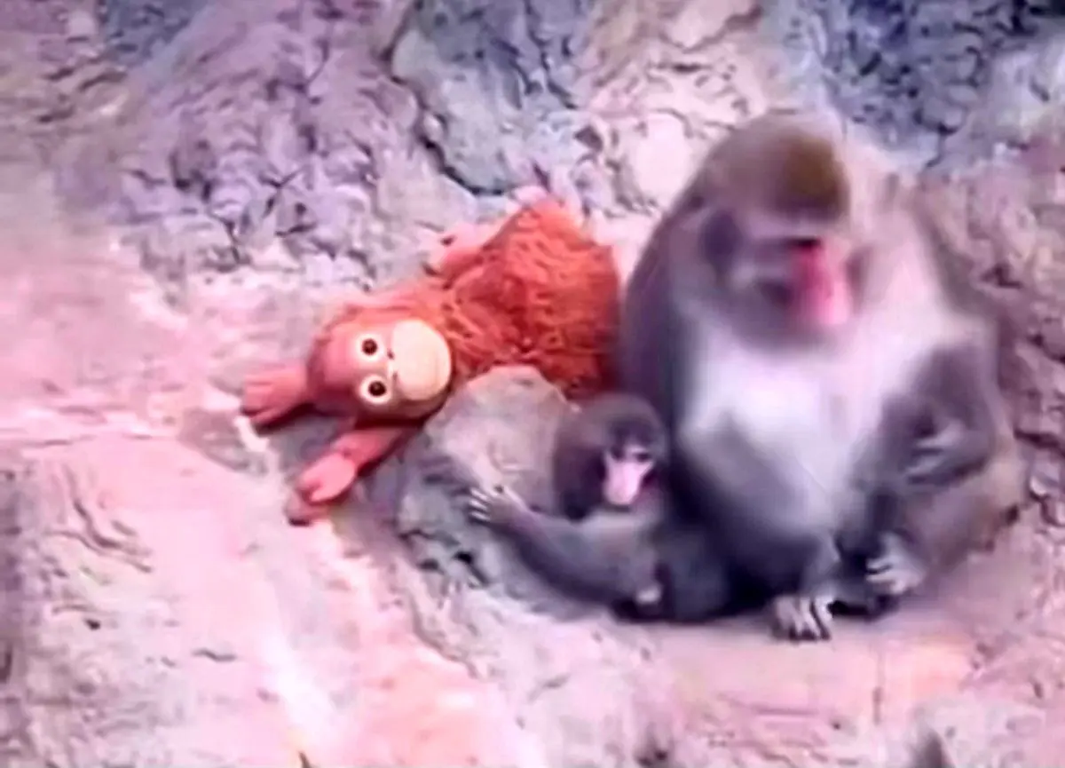 میمون یتیم بالاخره مادر پیدا کرد

