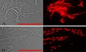  پروتئین‌های گیاهی قاتل باکتری‌ها هستند؟

