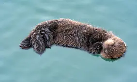 تماشایی‌ترین تصاویری که از حیات‌وحش شکار شده