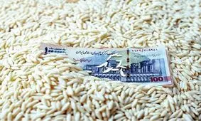 قیمت برنج، ترمز برید/ روش جدید دلالان برای گران‌فروشی