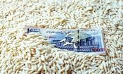 قیمت برنج، ترمز برید/ روش جدید دلالان برای گران‌فروشی