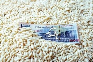 قیمت برنج، ترمز برید/ روش جدید دلالان برای گرانفروشی