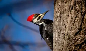 سر دارکوب؛ چکش یا کلاه ایمنی؟