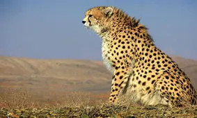 تکثیر در اسارت یوزپلنگ ادامه پیدا می‌کند؟