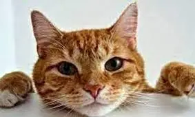  وقتی یک گربه آنتن زنده صداوسیما را به هم ریخت/ ویدئو