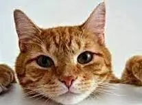  وقتی یک گربه آنتن زنده صداوسیما را به هم ریخت/ ویدئو