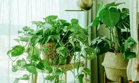 3 اشتباه مرگبار در نگهداری گیاهان کدامند؟/ ویدئو