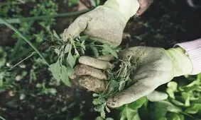 چگونه باغبانی به بهبود سلامت روان کمک می‌کند؟