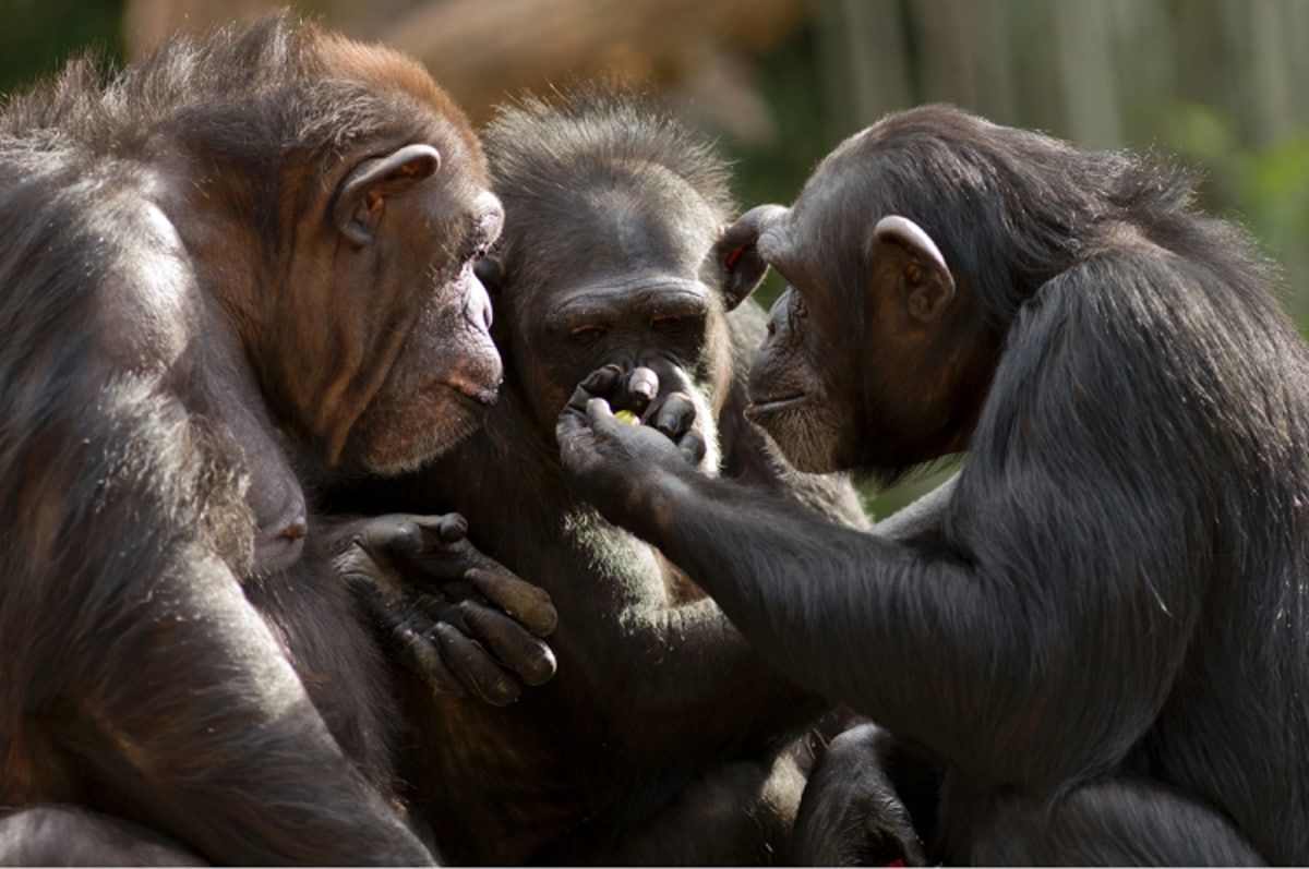 یک یافته شگفت انگیز درباره حرف زدن شامپانزه ها!