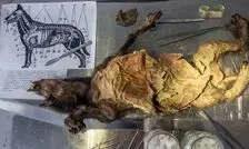 کشف شواهدی از «سگ‌خواری» در اروپای 2500 سال قبل