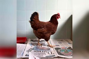 دستگیری یک مرغ در پنتاگون