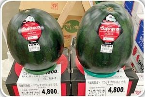 هندوانه های 6 هزار دلاری، هدیه لاکچری ژاپنی ها
