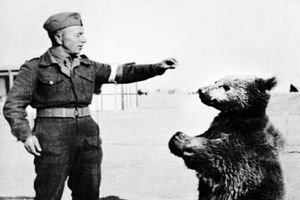 خرس ایرانی؛ مشهورترین سرباز جنگ جهانی