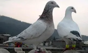 قیمت کبوتر چند؟