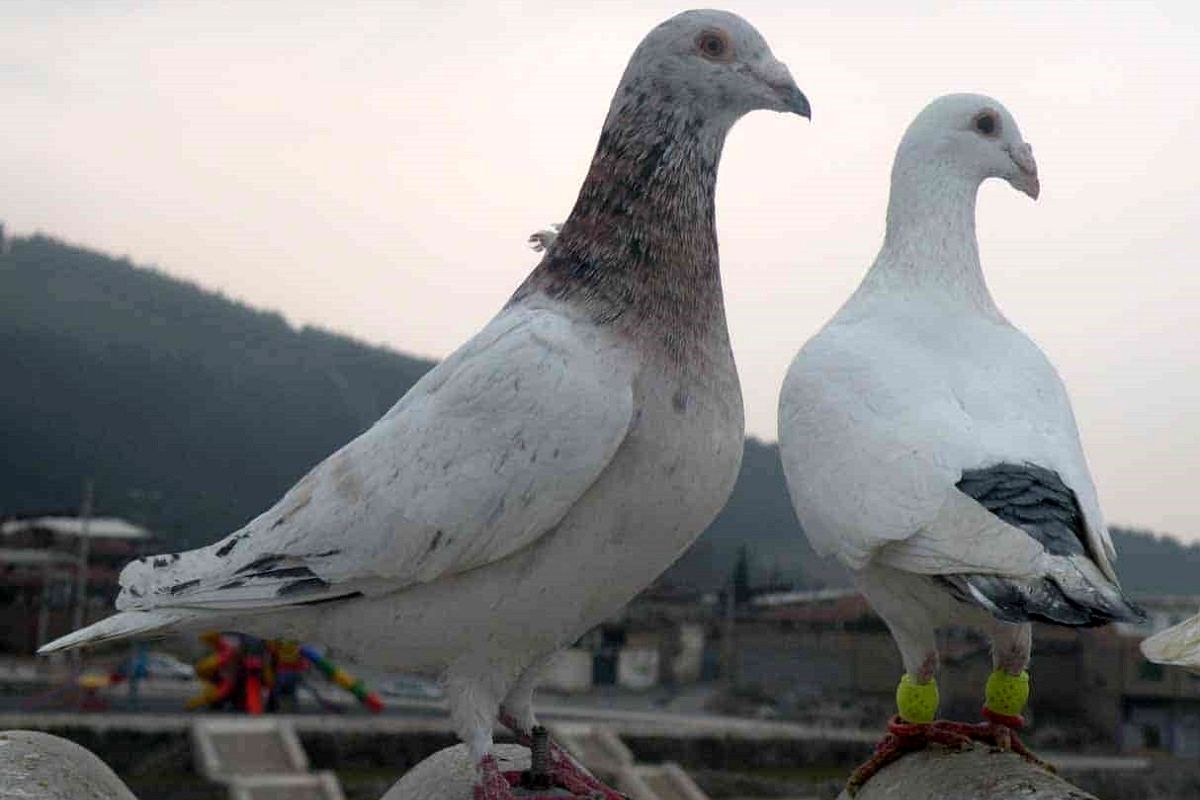 قیمت کبوتر چند؟